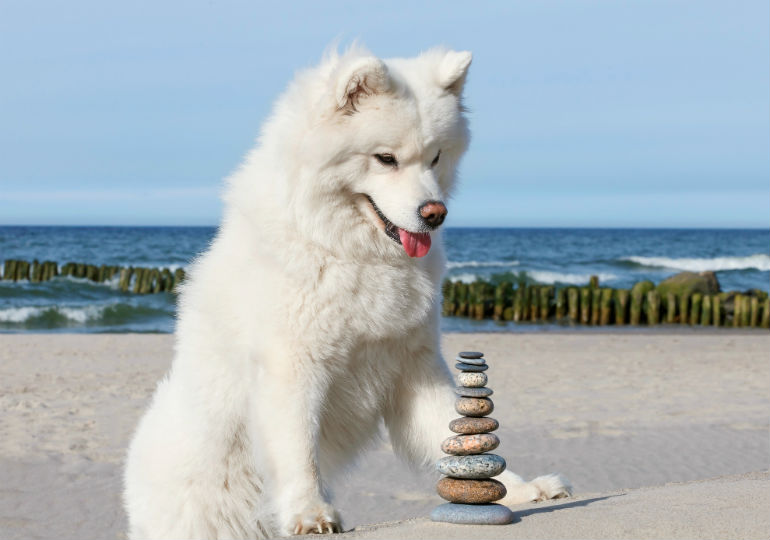 Собака может проглотить камни и другие несъедобные предметы