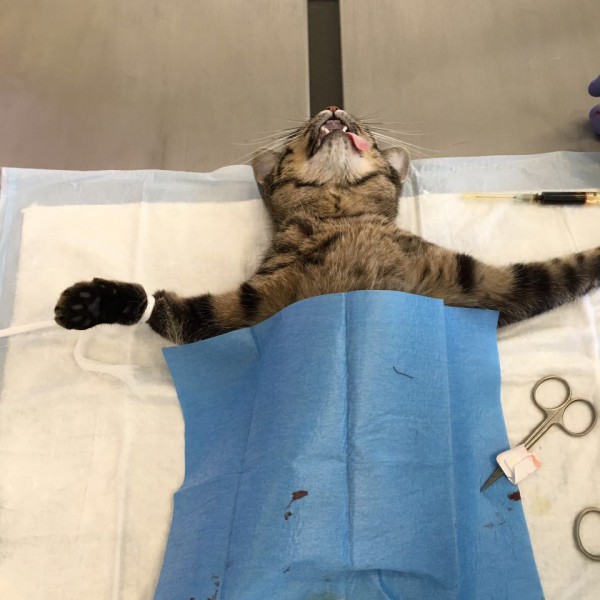 Подготовка кошки к операции