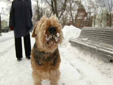 Обморожение у собаки зимой