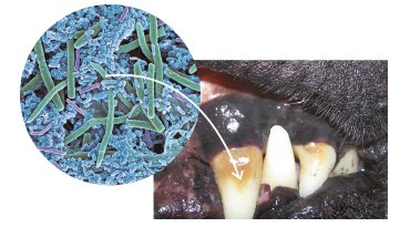 Зуб собаки с зубным камнем под микроскопом