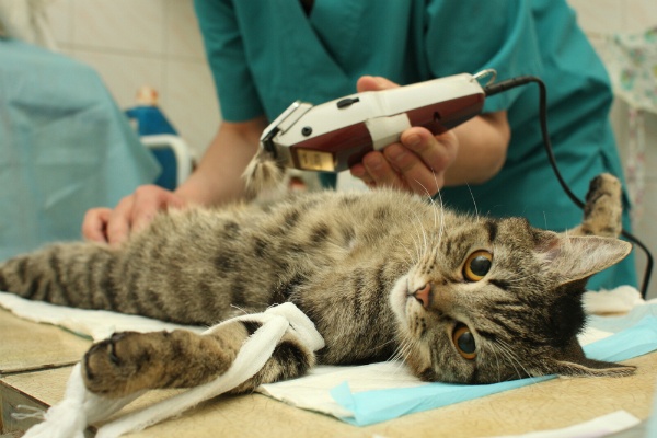 Кошка спокойно воспринимает подготовку к тест-анализу крови
