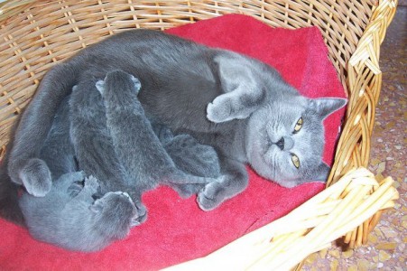 После беременности в свой срок кошка родила милых котят