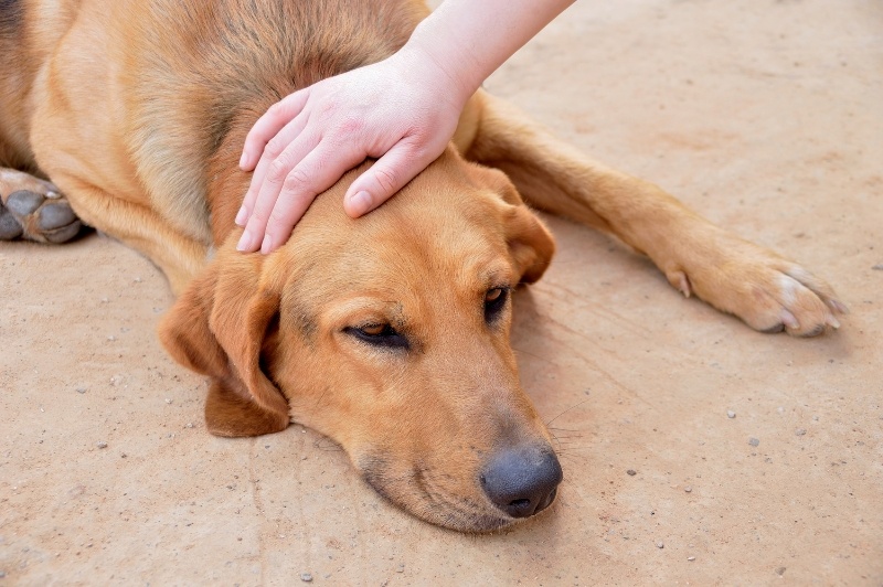 Приступ эпилепсии у собаки