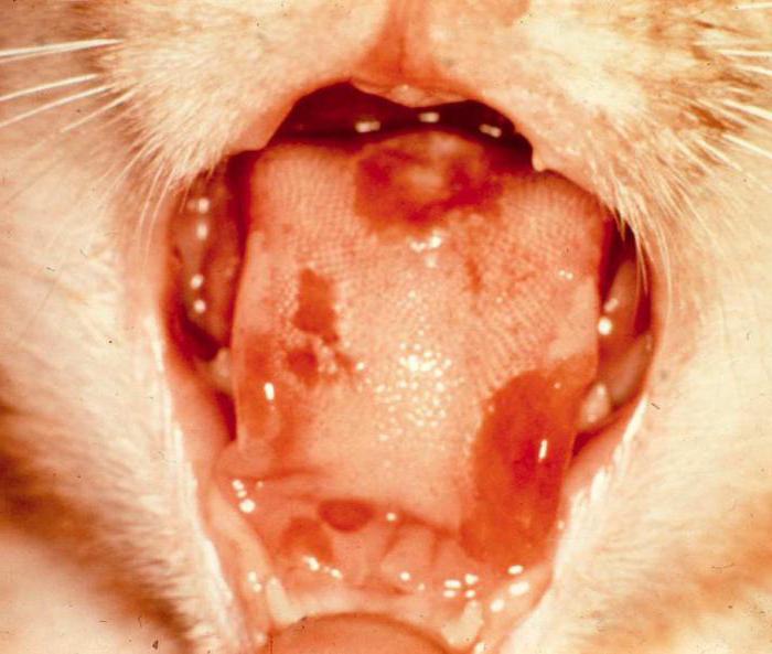 Признаки стоматита у кошек и его лечение