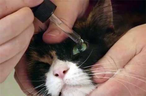 Почему у кошки слезятся глаза?