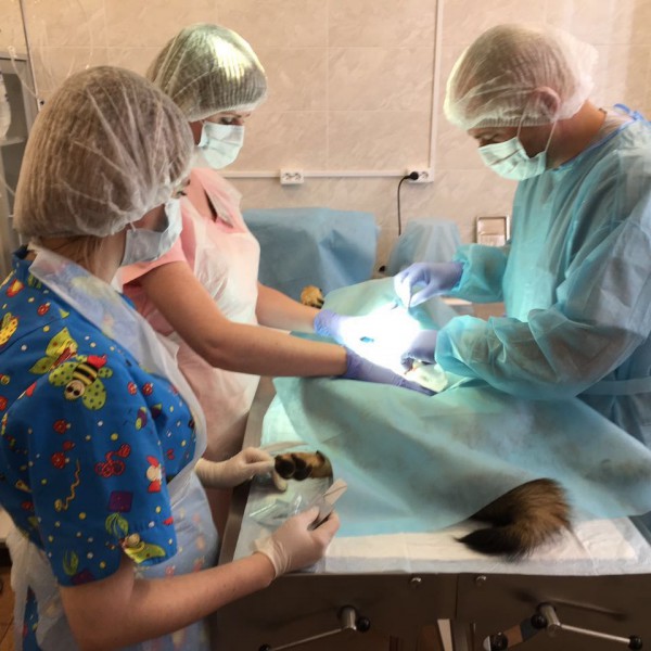 хирургия - идет операция по стерилизации собаки