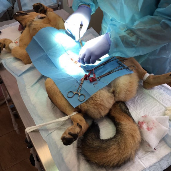 Операция стерилизации собаки
