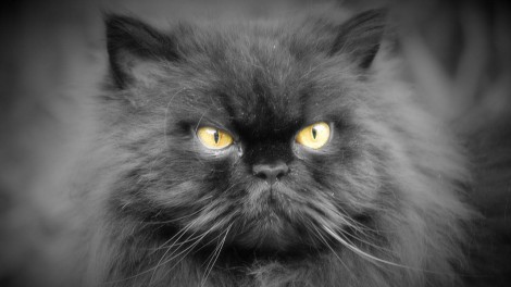 Персидская порода кошки на фото