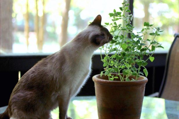 кошка ест комнатное растение