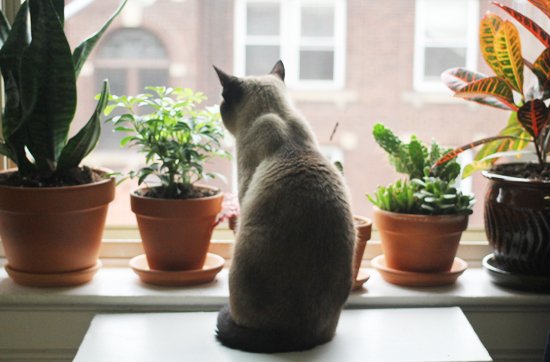 кошка и окно