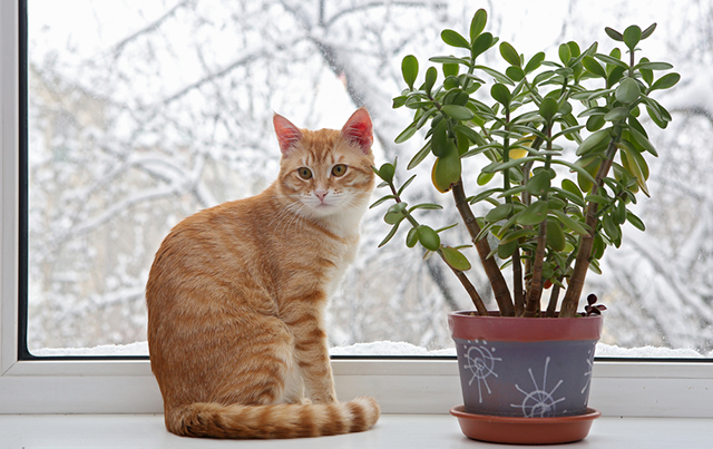 кошка и ядовитое растение