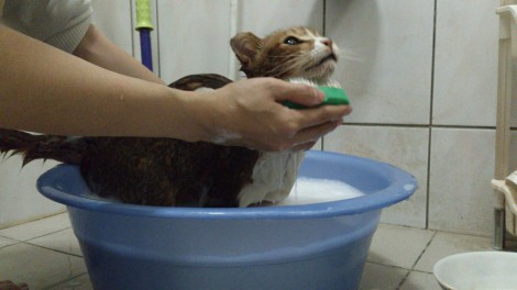 как помыть кота - нужно сначала успокоить его