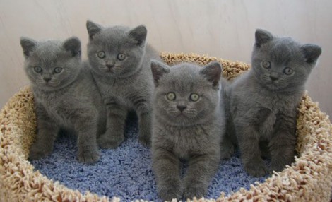 Вот такие котята родились у британской кошки