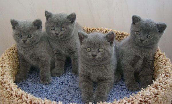 Вот такие котята родились у британской кошки