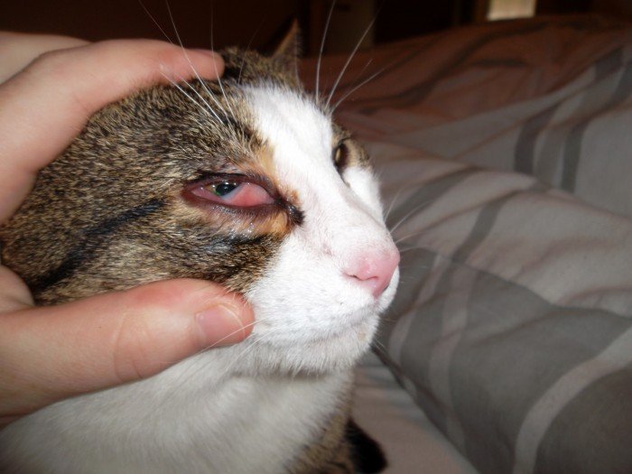 Кровь в глазу у кошки