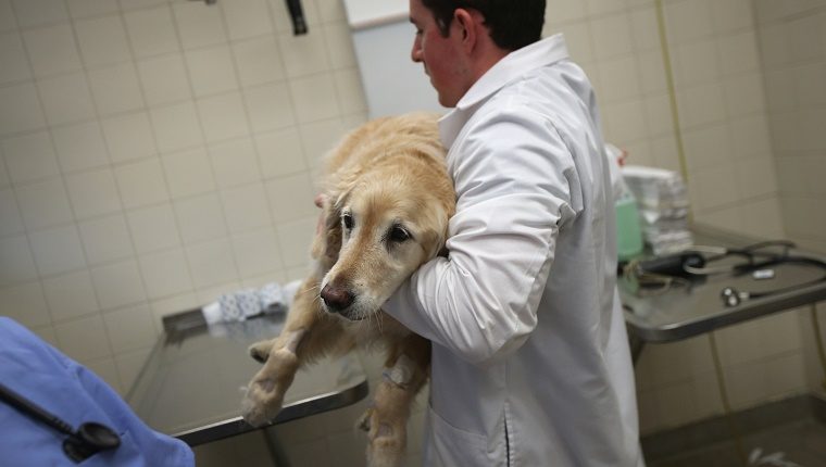 диагностика отравления свинцом собаки