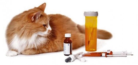 Лечение нефрита у кошки - лекарственные средства, настои и диета