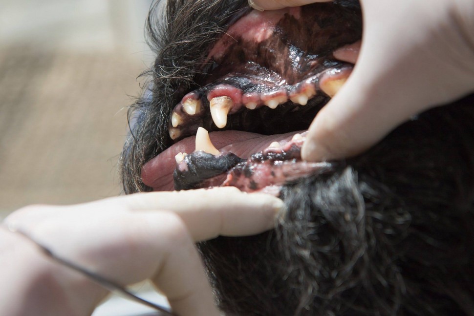 Лечение зубов собаки в ветклинике