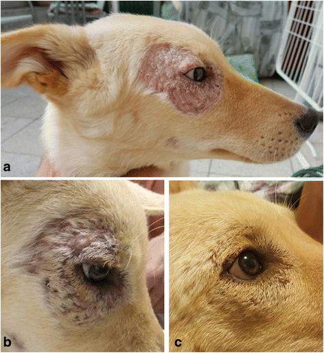 Собака с лейшманиозом до и после лечения