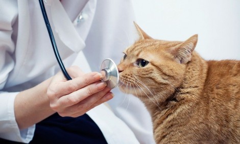Лечение кошки от микоплазмоза должно начинаться в ветклинике