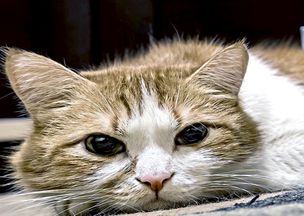 Первый симптом панкреатита у кошки - кошка часто прикладывается поспать, полежать