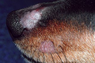 Пиодермия у собак