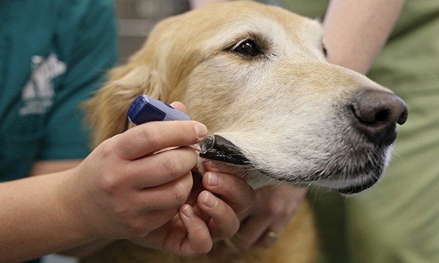 проверка крови на сахар у собаки