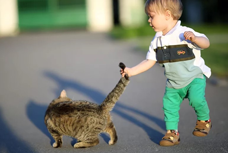 Ребенок тянет кота за хвост