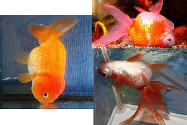Почему золотая рыбка плавает кверху брюхом? | Пикабу