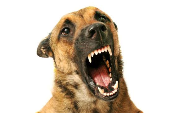 Сколько зубов должно быть у здоровой собаки