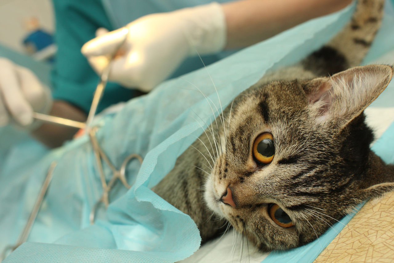 Операция стерилизации кошки