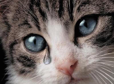 Почему у кошки слезятся глаза? Лечение и причины