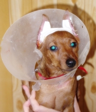 ушки у собаки после операции