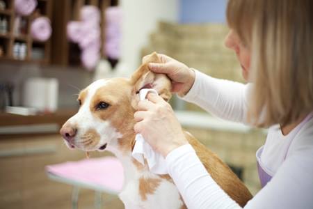 Лечение ушных клещей у собак