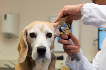Диагностика ушных клещей у собаки
