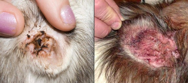 Ушные клещи у собак — симптомы и лечение