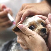 вакцинация собаки
