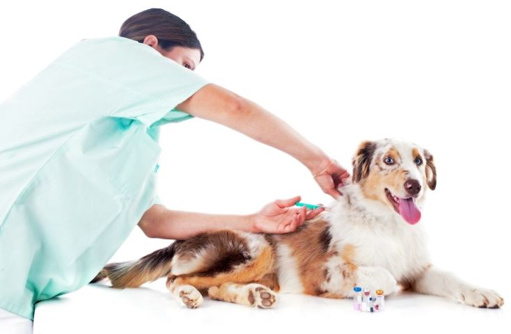 вакцинация собаки от чумки