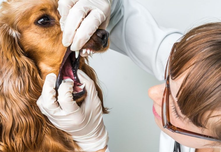 ветеринарный врач скажет почему у собаки выпадают зубы