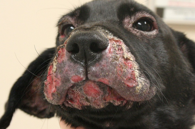 Воспаление кожи у собаки