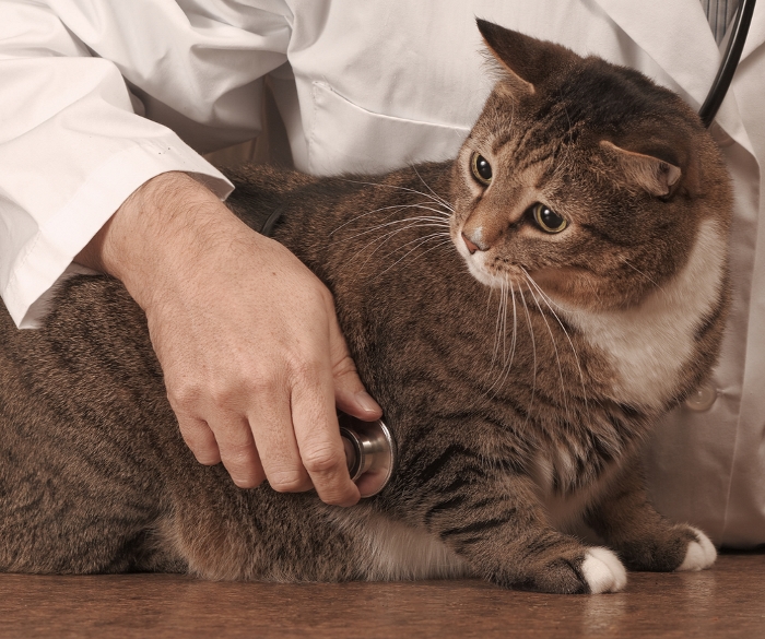 Время лечения котов при мочекаменной болезни thumbnail
