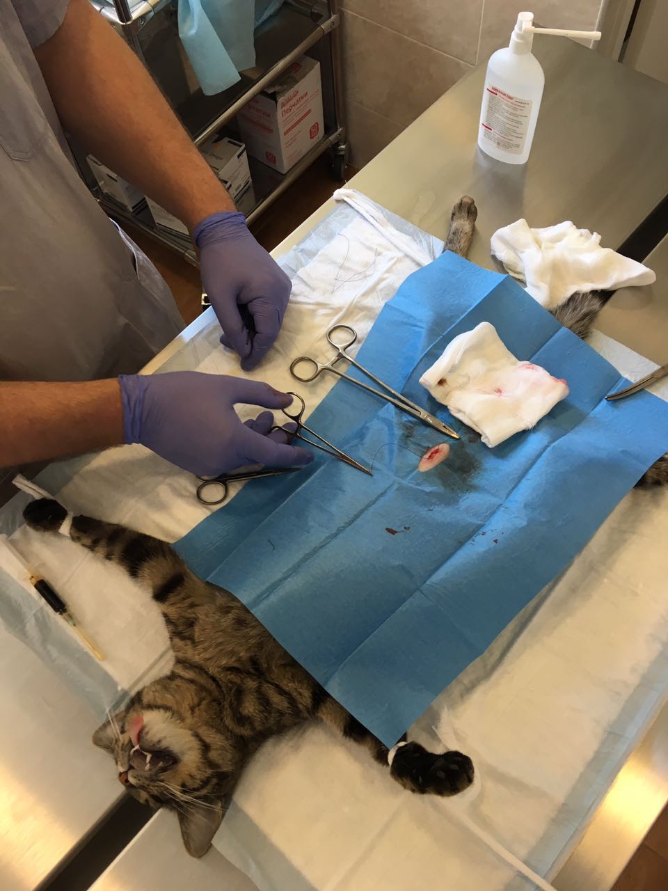 стул у кошки после стерилизации
