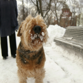 Обморожение у собаки зимой