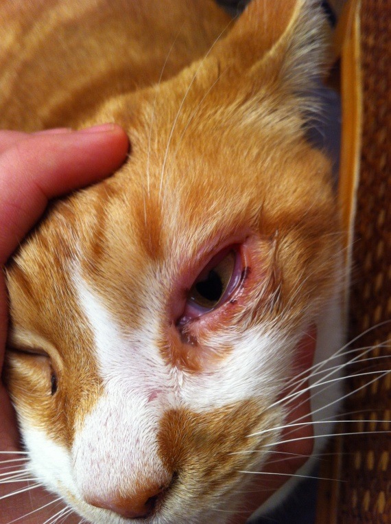 Кот опухло у глаза кровь thumbnail