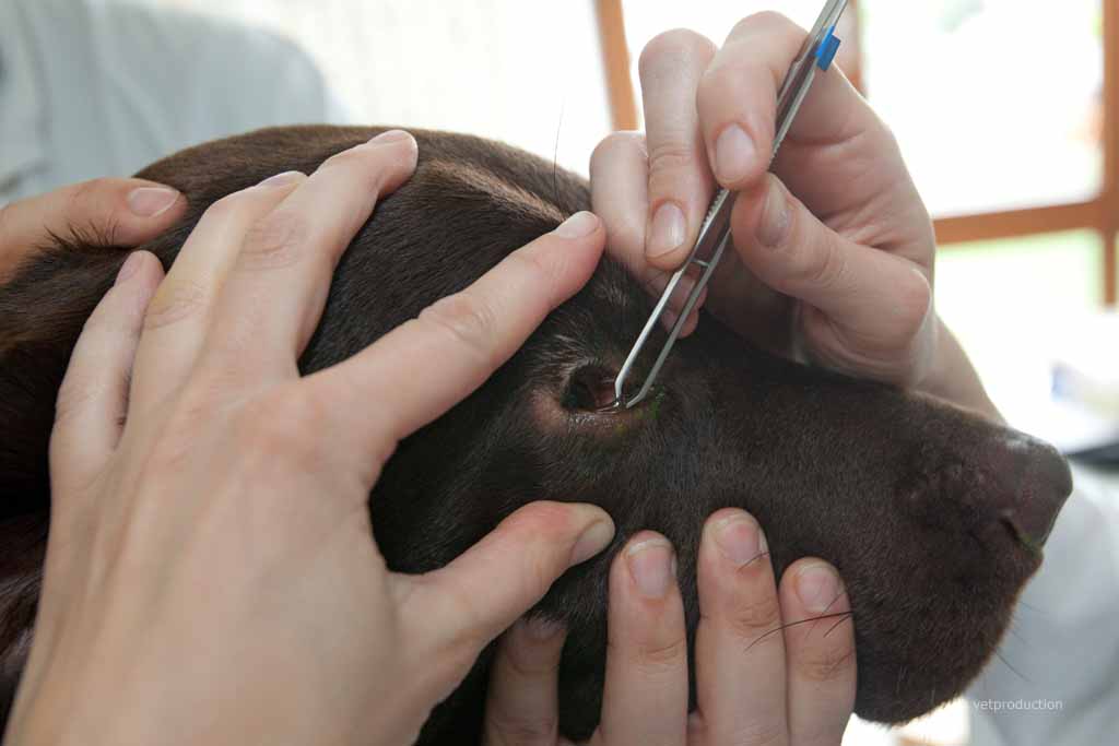 Хирургическая операция на глаза собаке