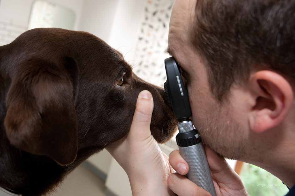 Проверка зрения у собаки