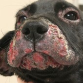 Воспаление кожи у собаки